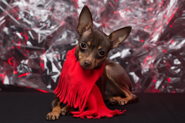 Cão russo Toy Terrier. feriado de Natal.