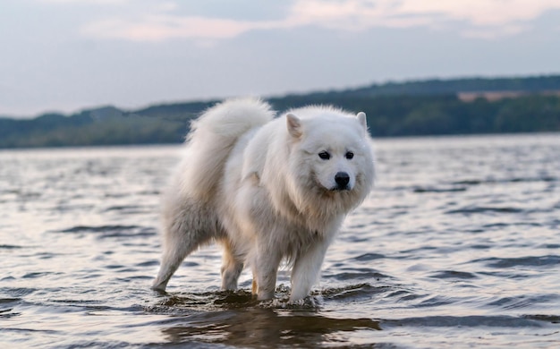 Cão samoiedo branco fofo andando pela água Cão samoiedo muito fofo e bem cuidado sentado no lago Conceito canino