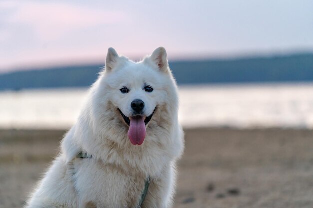 Cão samoiedo branco fofo na areia Cão samoiedo muito fofo e bem cuidado sentado perto do lago Conceito canino