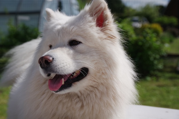 Cão Samoiedo Branco no jardim na grama verde Cão de raça pura