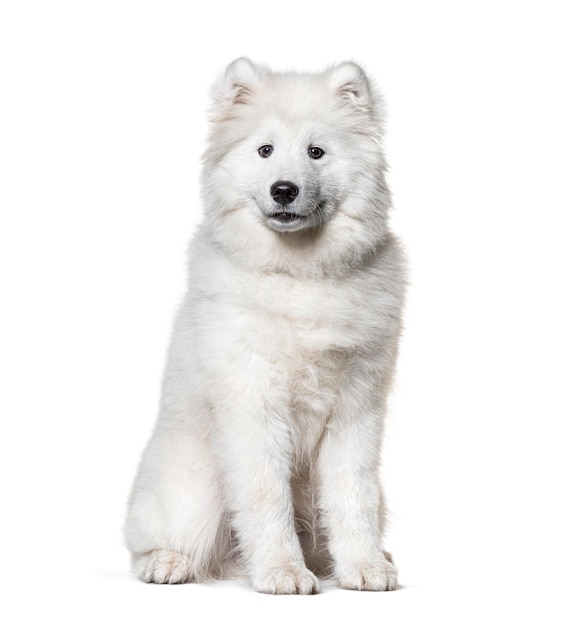 Cão samoiedo branco sentado isolado no branco