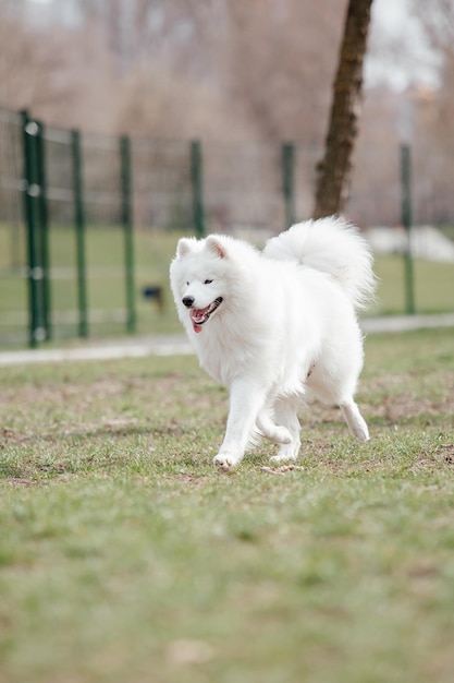 Cão samoiedo correndo e brincando no parque. Grandes cães fofos brancos em uma caminhada