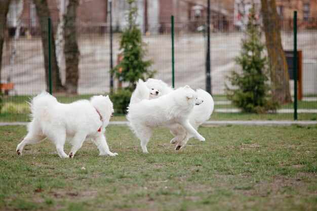 Cão samoiedo correndo e brincando no parque. Grandes cães fofos brancos em uma caminhada