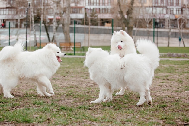 Cão samoiedo correndo e brincando no parque. Grandes cães fofos brancos em uma caminhada