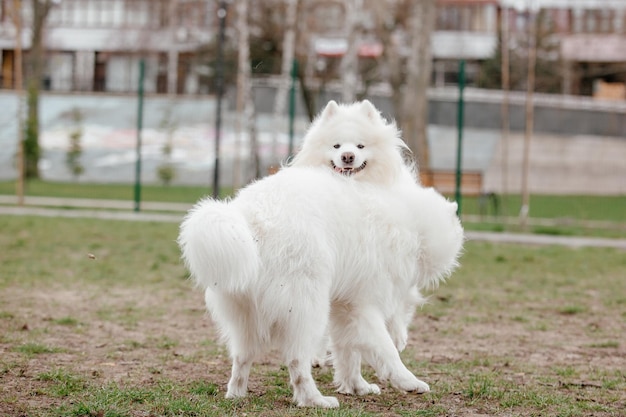 Cão samoiedo correndo e brincando no parque. Grandes cães fofos brancos em uma caminhada