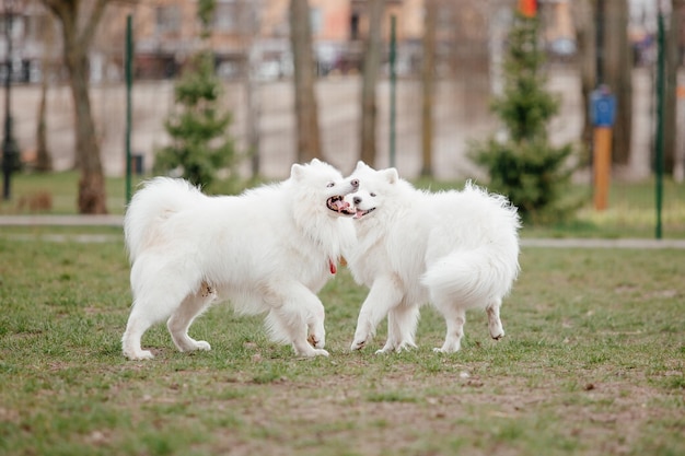 Cão samoiedo correndo e brincando no parque. Grandes cães fofos brancos em uma caminhada