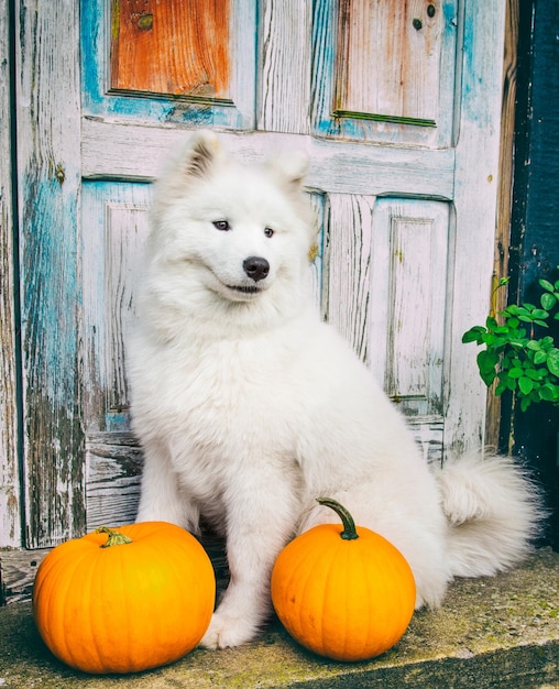 Cão Samoiedo engraçado branco com abóboras de Halloween