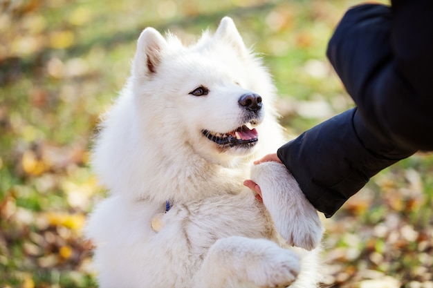 Cão samoiedo feliz dando patas ao dono no parque de outono