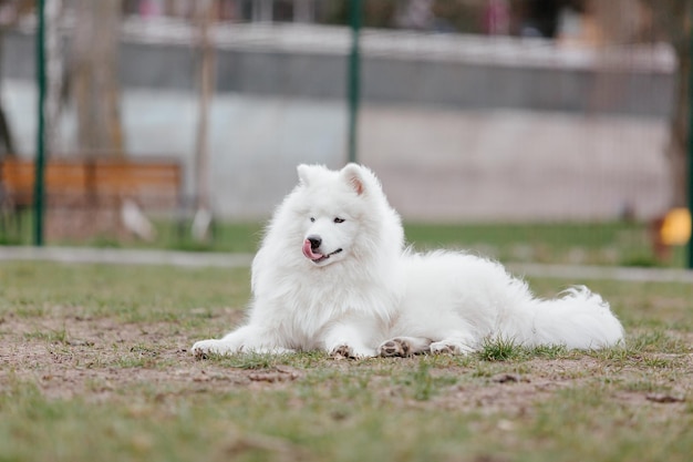 Cão samoiedo no parque. Grande cão fofo branco em uma caminhada