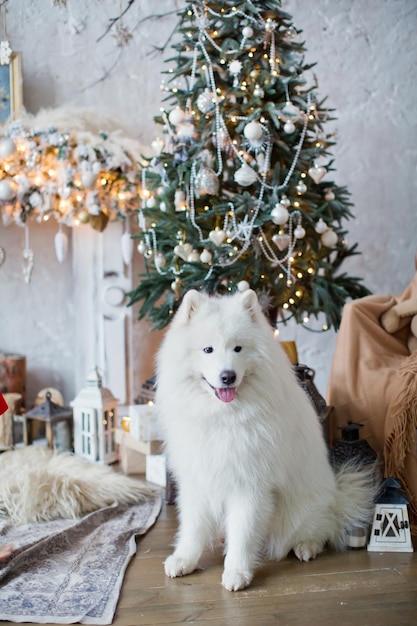 Cão samoiedo perto da árvore de Natal