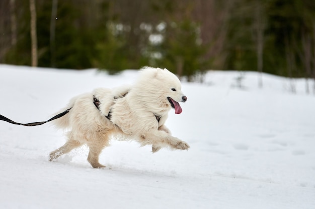 Cão Samoyed a correr em corridas de cães de trenó