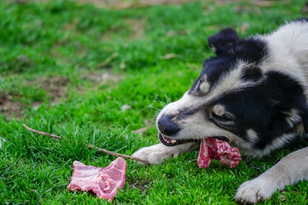 Cão satisfeito e feliz comendo carne no osso deitado na grama verde