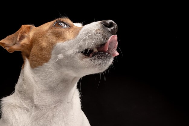 Cão satisfeito lambe Jack Russell terrier olha para cima animal de estimação com fome e sede de comida deliciosa fundo preto