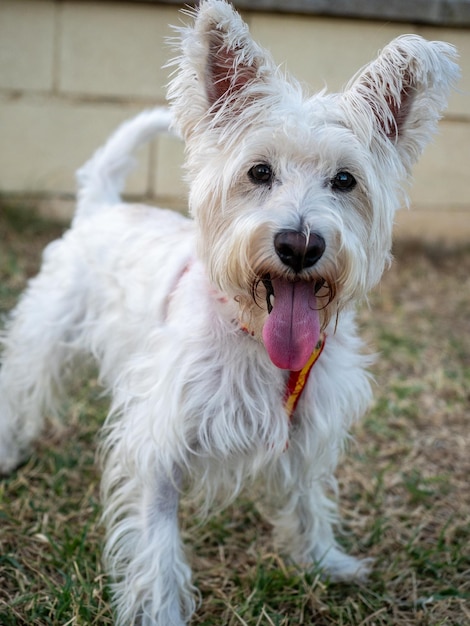 Foto cão schnauzer branco com uma coleira olhando para a câmera enquanto está sentado ao ar livre em um parque