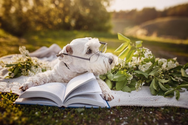 Cão schnauzer branco usando óculos e lendo um livro