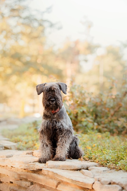 Cão Schnauzer diminuto no parque do outono