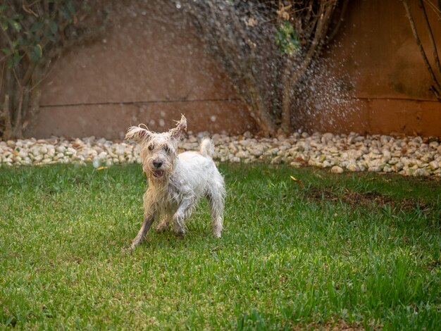 Foto cão schnauzer feliz gostando de brincar com água ao ar livre em um jardim conceito de animais e animais de estimação