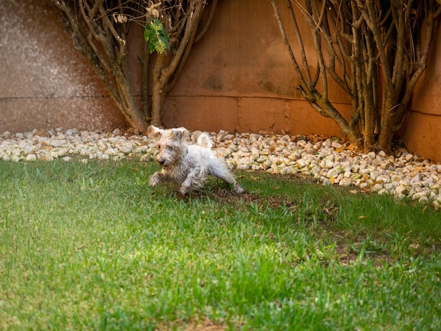 Cão schnauzer gostando de brincar com água em um jardim conceito de animais e animais de estimação