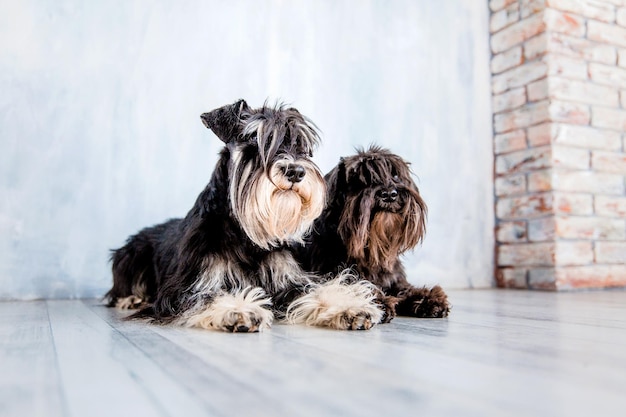 Cão schnauzer miniatura em casa cão no estúdio cão de treino