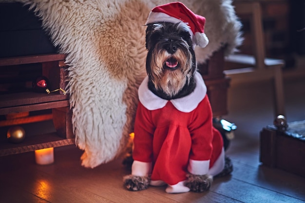 Cão Schnauzer vestido com roupas de Natal em uma sala interior loft com decoração de Natal.