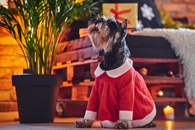 Cão Schnauzer vestido com roupas de Natal em uma sala interior loft com decoração de Natal.