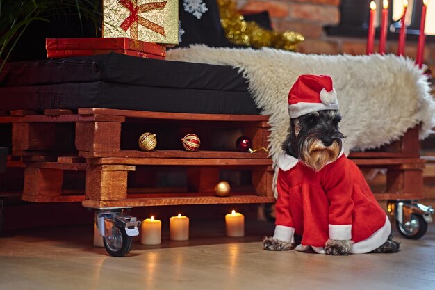 Cão Schnauzer vestido com roupas de Natal em uma sala interior loft com decoração de Natal.