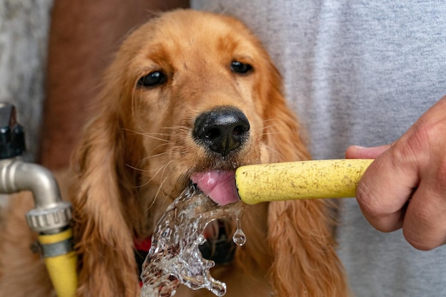 Foto cão sedento cocker spaniel bebendo