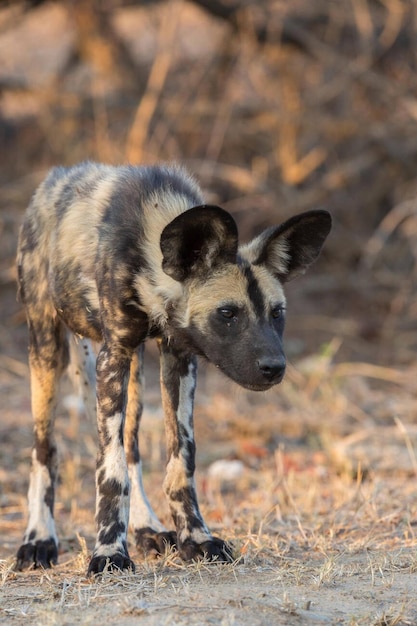 Cão selvagem africano Lycaon pictus Kruger Parque Nacional África do Sul Setembro 2016 Foto de estoque