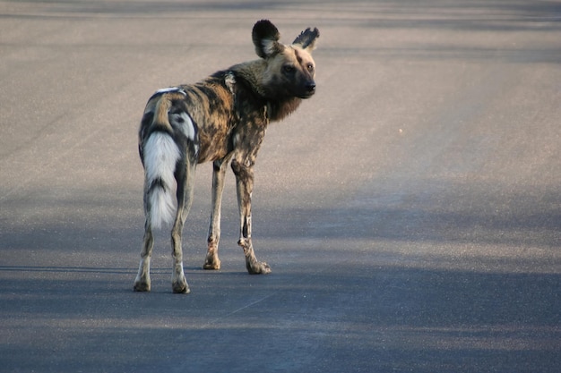 Cão selvagem africano no Parque Nacional Kruger África do Sul