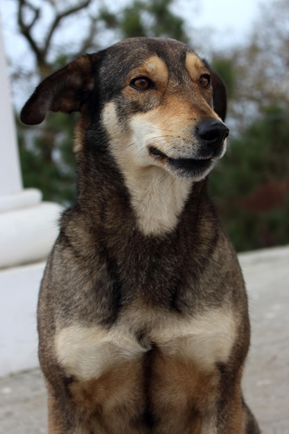 Cão sem-abrigo Retrato de cão bonito Conceito de animais de estimação Cão de raça mista adorável