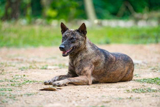 Cão sem-teto deitado no chão