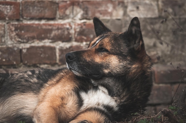 Cão sem-teto e faminto deitado no chão, imagem de fundo do conceito de animais vadios infelizes e tristes