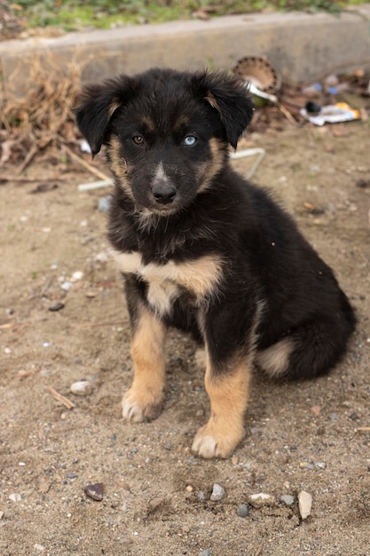 Cão sem-teto na rua da cidade velha. Problema animal sem-teto.