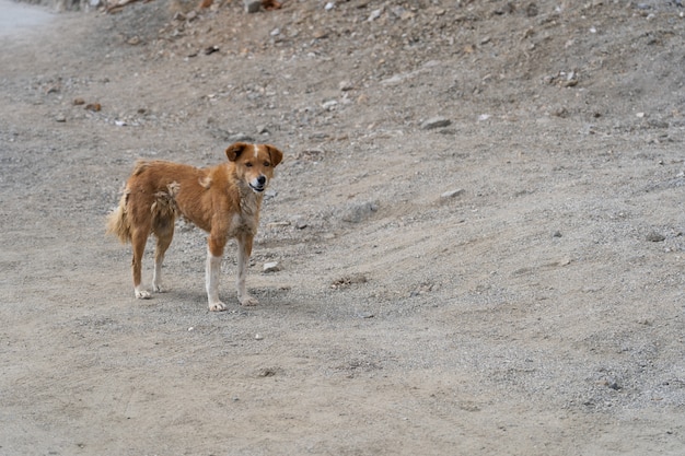 Cão sem-teto no norte da Índia