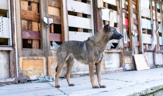 Cão sem-teto perto de um prédio abandonado