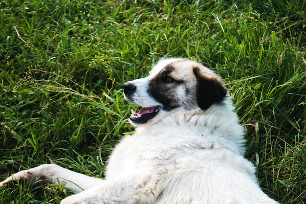 Cão semi-branco no campo na primavera