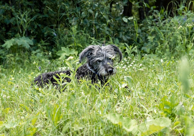 Cão sênior de barba cinzenta de raça mista descansando na adoção de grama verde e animal de tema de amor de estimação