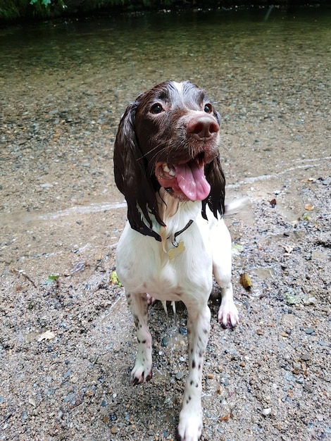 Foto cão sentado ao ar livre