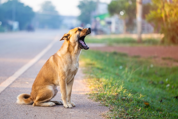 Cão sentado boca