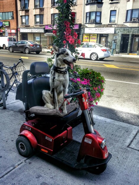 Cão sentado em cadeira de rodas motorizada