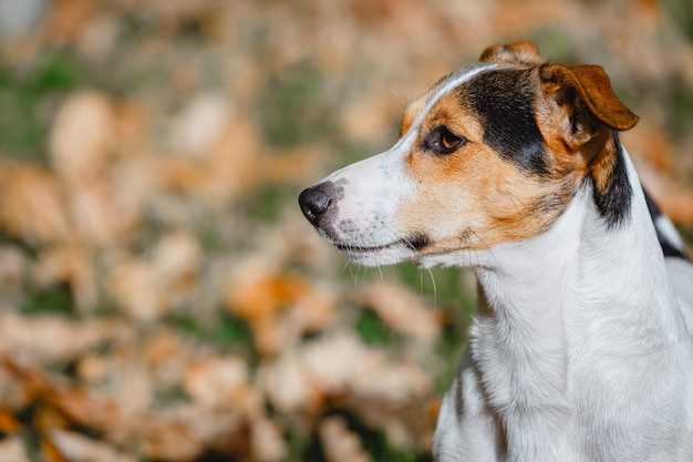 Cão sentado em licença de outono