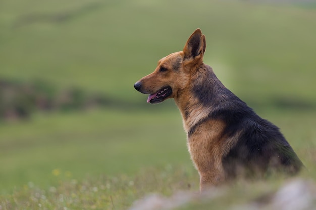 Cão sentado em um campo gramado contra o céu