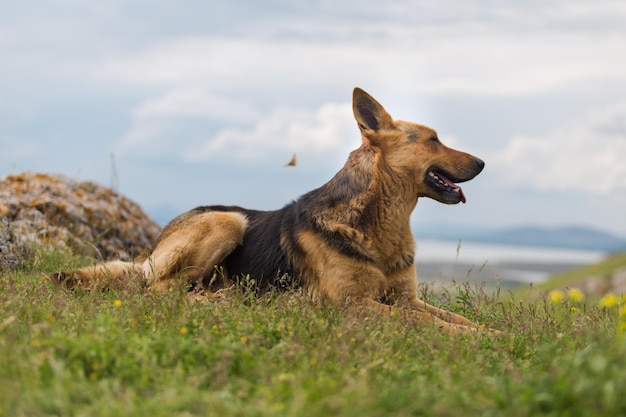 Cão sentado em um campo gramado contra o céu