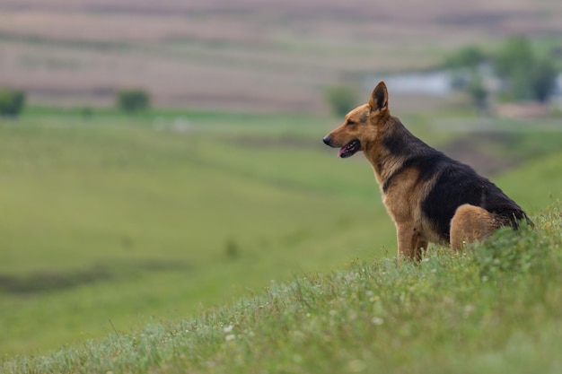 Cão sentado em um campo gramado contra o céu