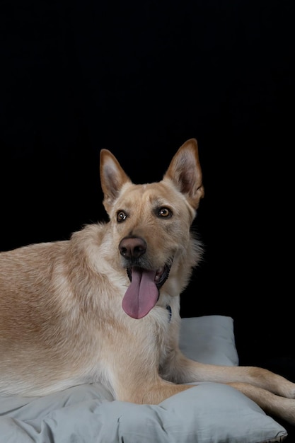 Cão sentado em um estúdio com a língua para fora