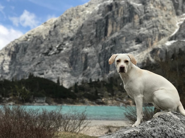 Foto cão sentado em uma rocha à beira-mar contra o céu