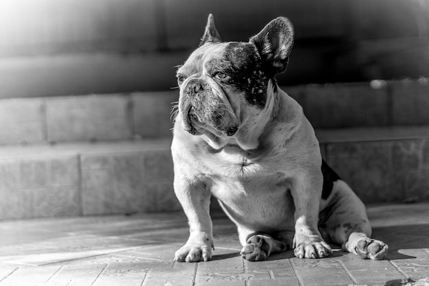 Foto cão sentado na calçada