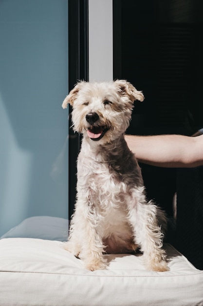 Cão sentado na cama em casa