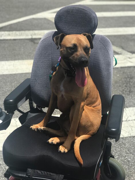 Foto cão sentado na estrada