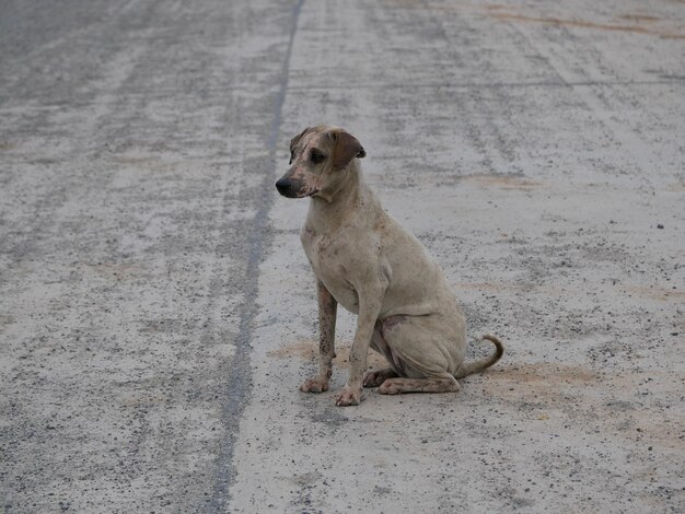 Foto cão sentado na estrada